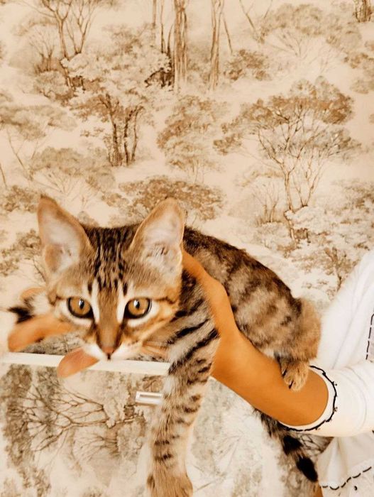 Котёнок пёстрого окраса с белыми лапками