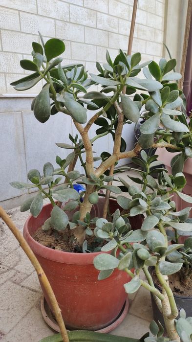 Продается денежное дерево