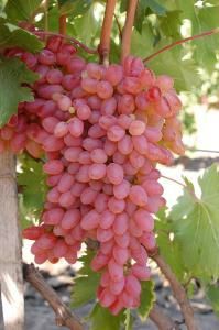 Vita de vie altoita nobila roze 4 soiuri