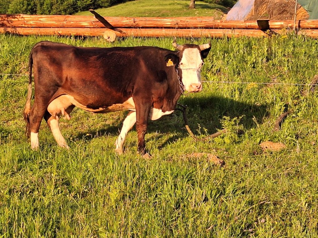 Vând Vaca Gestanta în luna a 6-a  Baltata Românească pe Negru