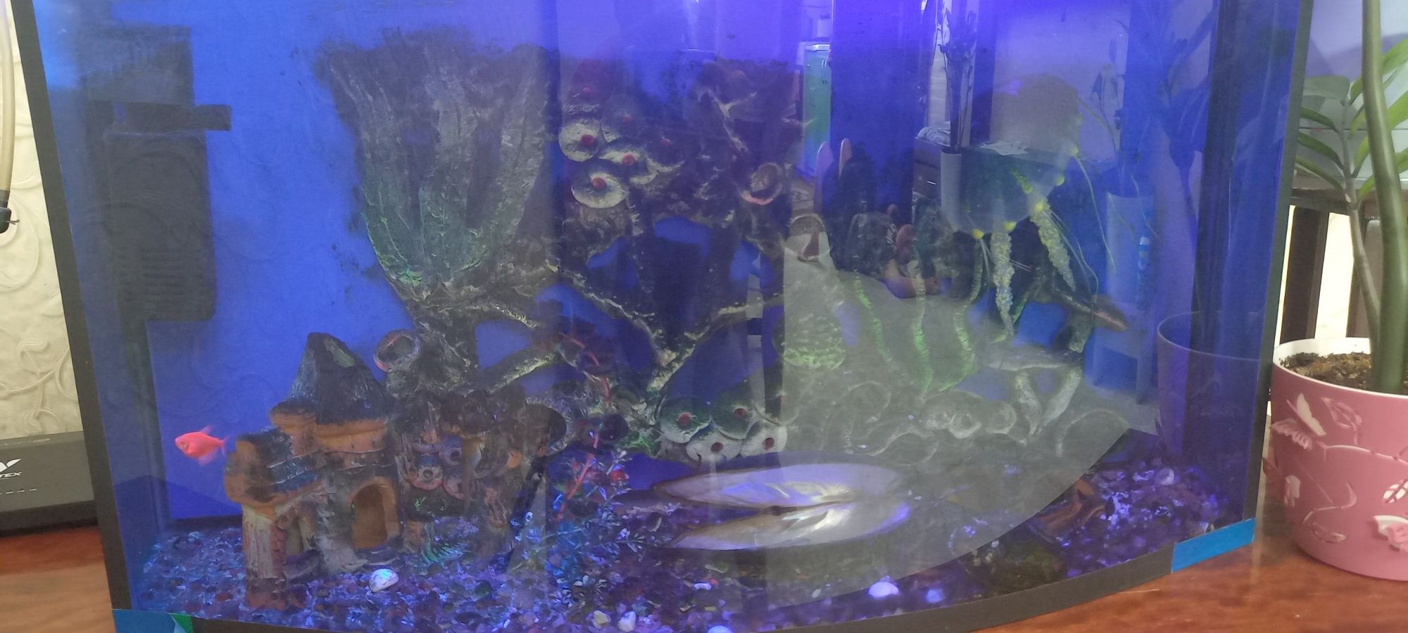 Akvarium 100 litrdan kop shakli oval
