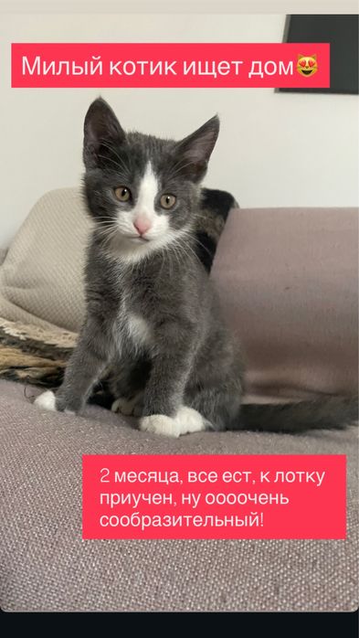 Котенок 2 месяца мальчик