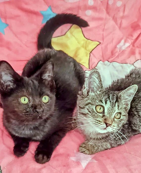 Ждём любящих хозяев для котиков