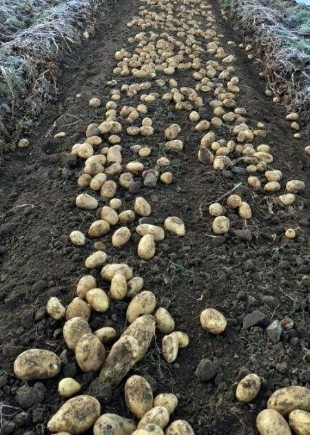 Реализуем семена картофеля