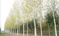 Mesteacan betula