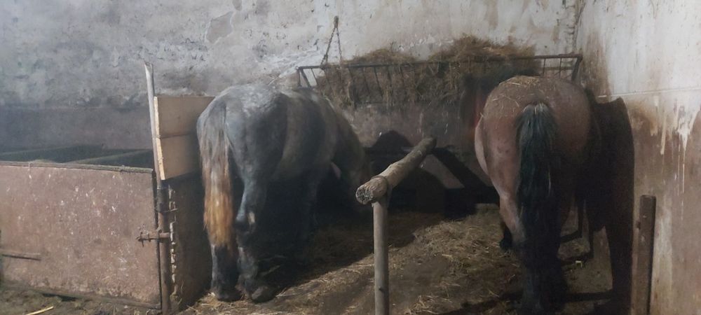 Iapa deresa și armasar