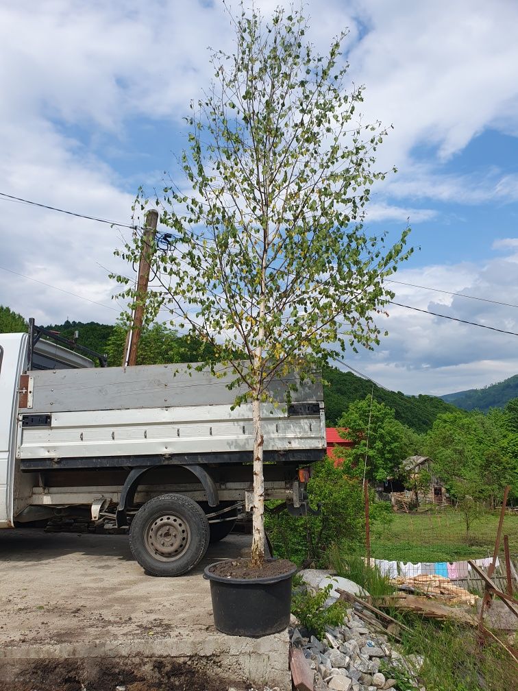 Magnolia/mesteacăn/tei argintiu/tuia/leylandi