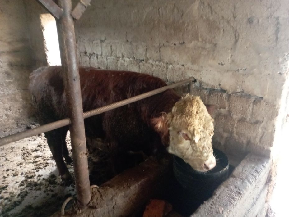 Букалар сотилади