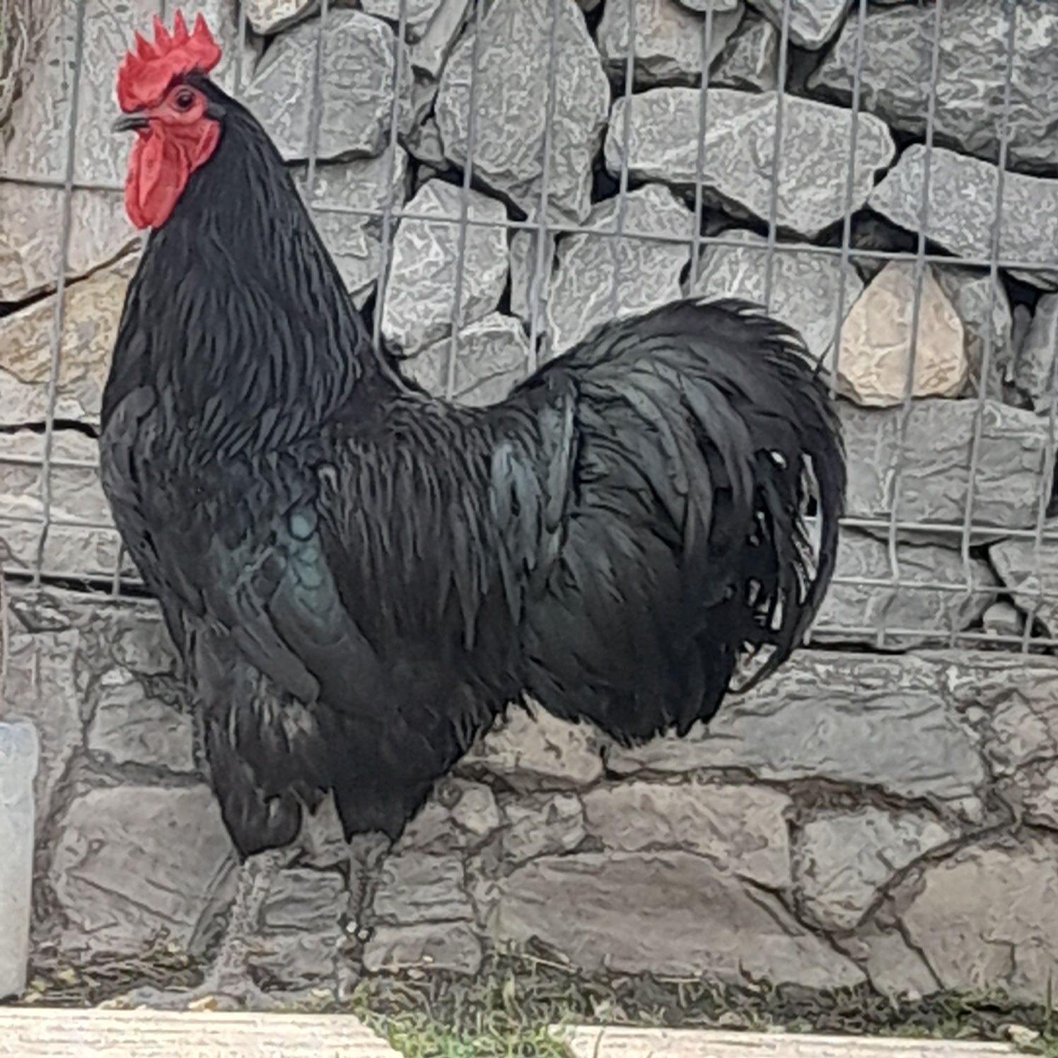 Vând pai din Rasele Australorp Albastru, Negru și Wyandotte Argintiu