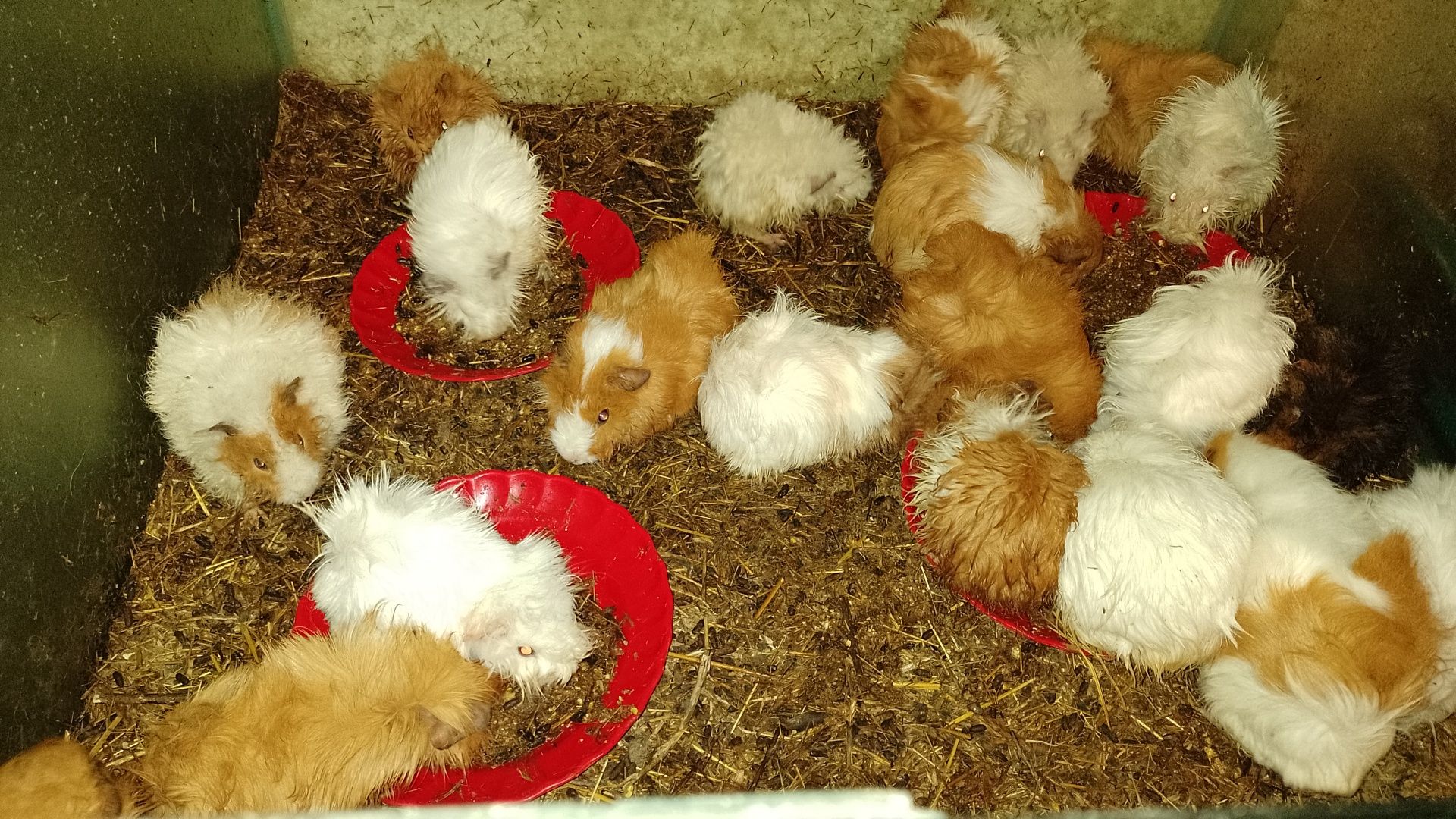 Porcușor, porcușori de Guineea , hamsteri sirieni și siberieni.
