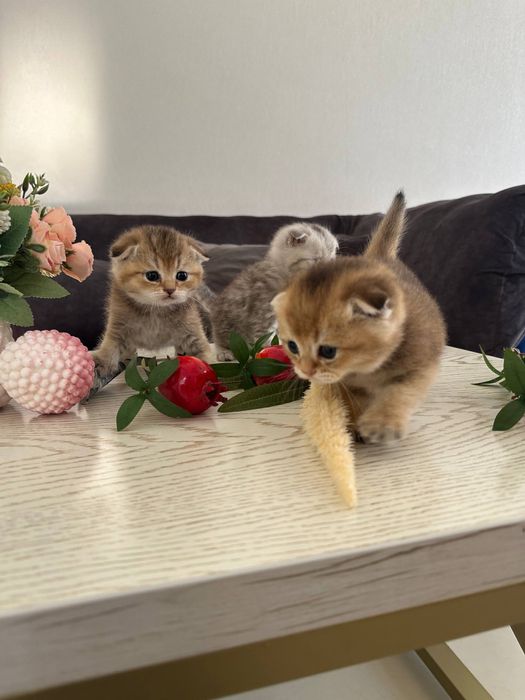 Залотая шиншила 25 акрас