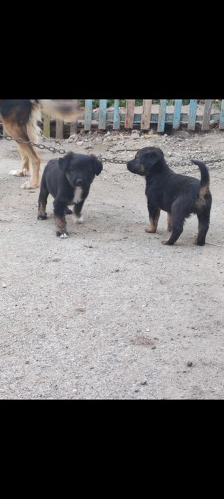 Отдам в хорошие руки бесплатно