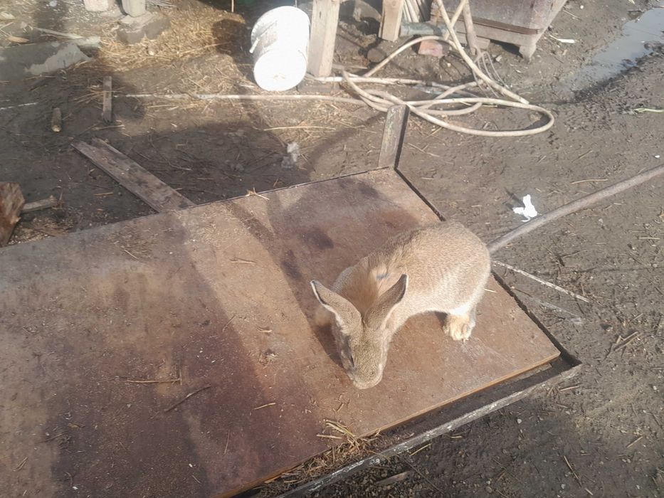 Schimb o femela urias germande de 2 luni sau de vânzare