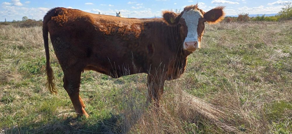 Vaca de vanzare..