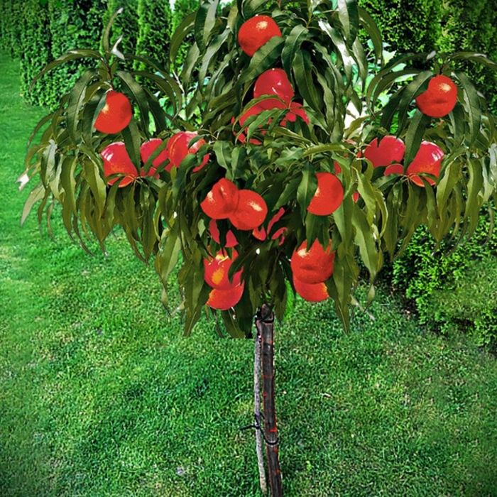 Pomi Fructiferi la Ghiveci (Nectarin )