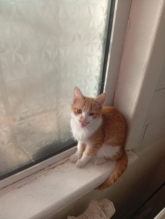 Отдаю Бесплатно Сергели