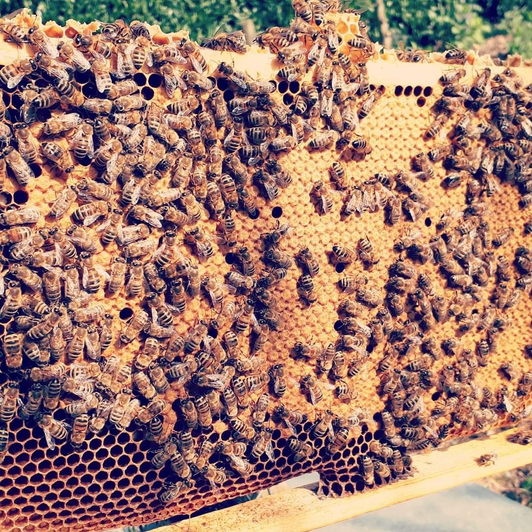 Пчелен прашец от екологично чист район
