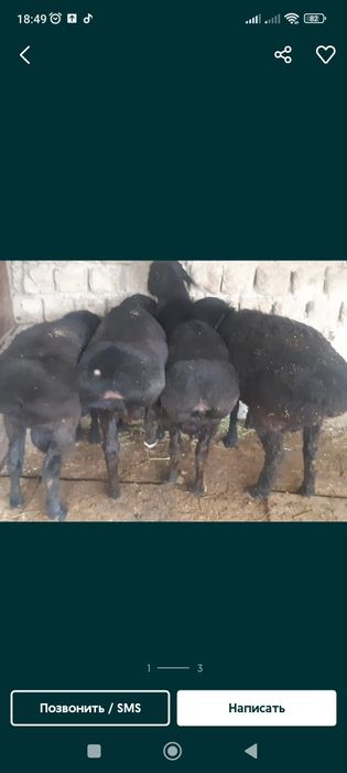 Қошқар семіз бордақыда жемде түр
