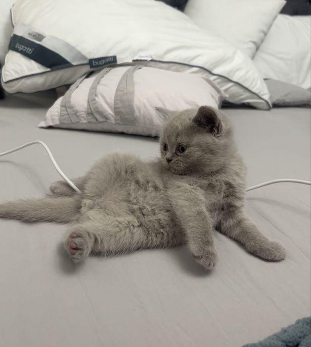 Vând pisoi din rasa British Shorthair Lila/ Fawn, motănel