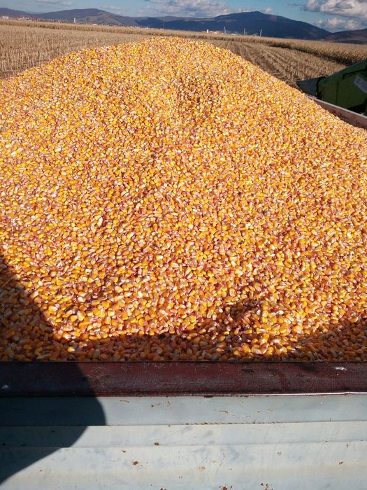 Vând porumb 0,90 bani/kg