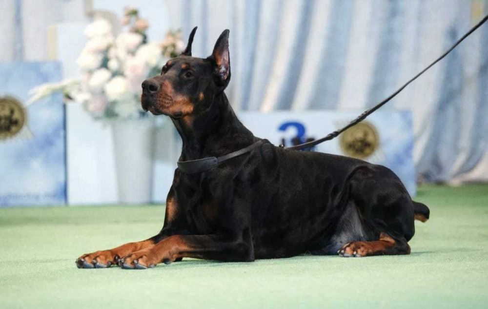 Pui de Doberman European