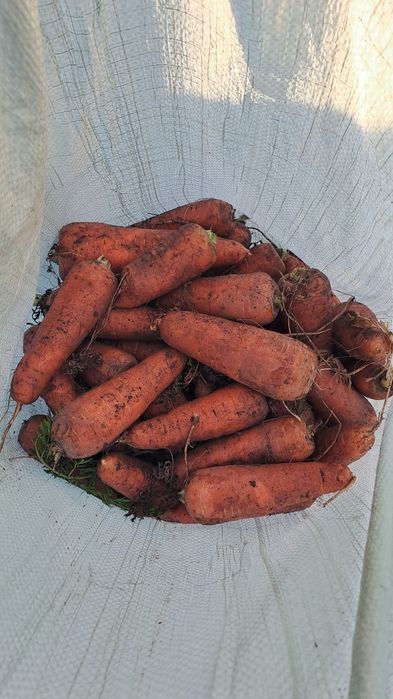 Продам марковь оптом от 20т