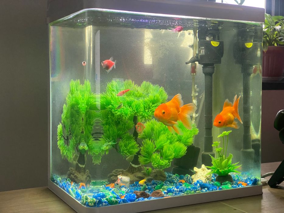 Tayyor akvarium baliqlari bilan sotiladi