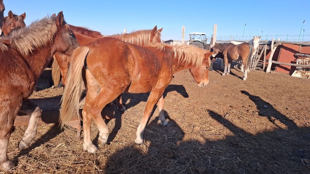 Продам кобылу 1.5 годовалая