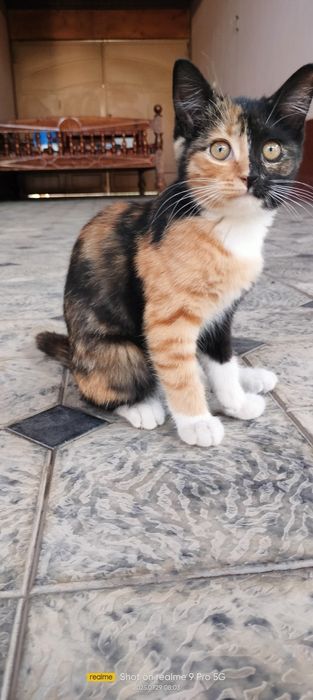 Zoti. Erkak Kaliko