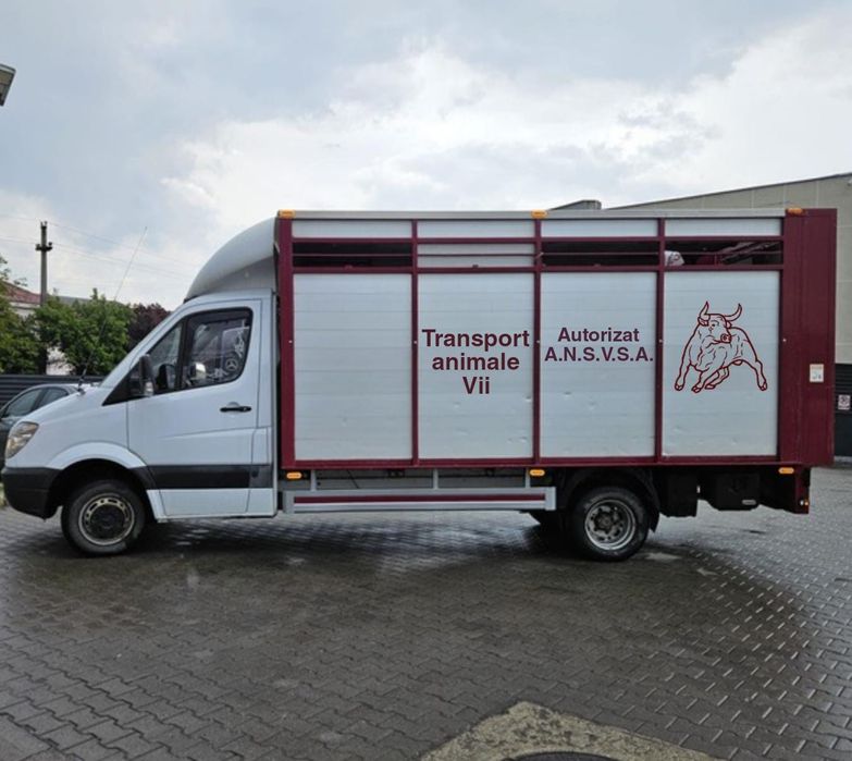 Transport Animale Vii