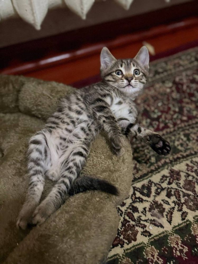 Маленькие котята бесплатно в ташкенте