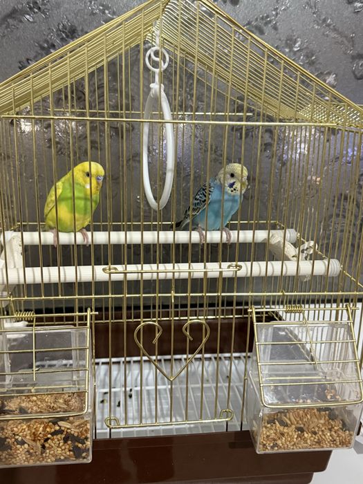 Попугайлар сатылады