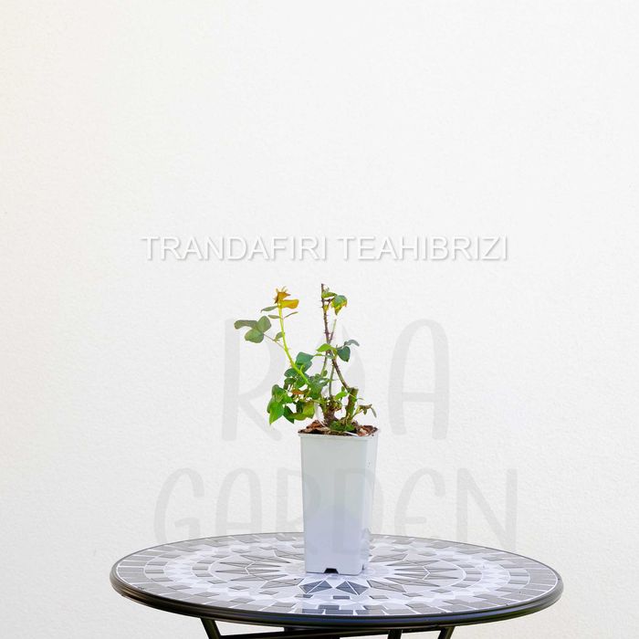 Trandafiri la ghiveci 3L – Floribunda, Târâtori, Teahibrizi, Urcători
