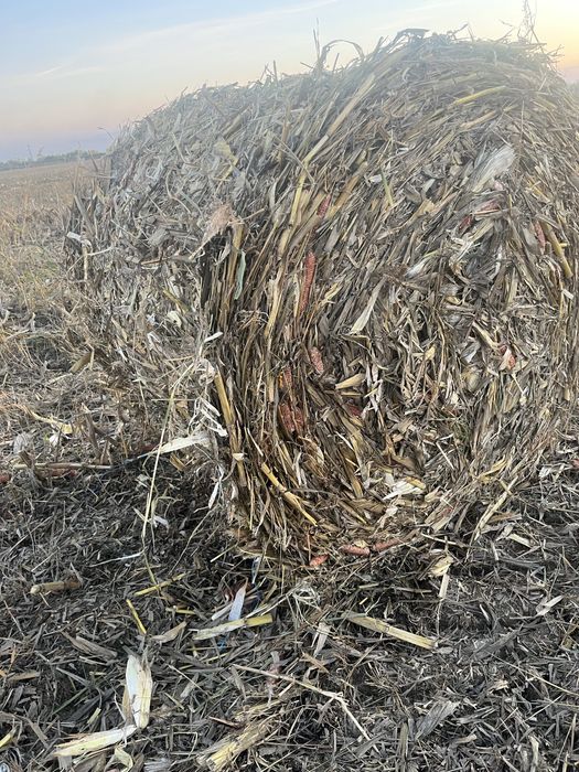 Vand baloti porumb/ coceni