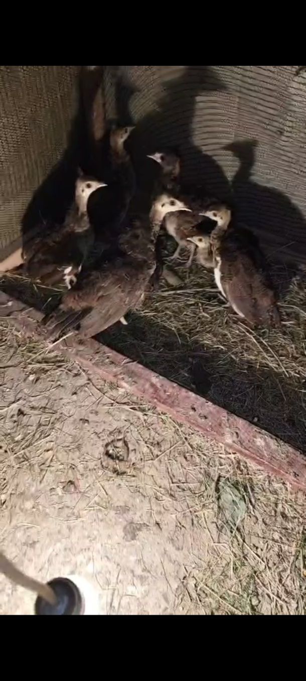 Pui păuni 3saptamani