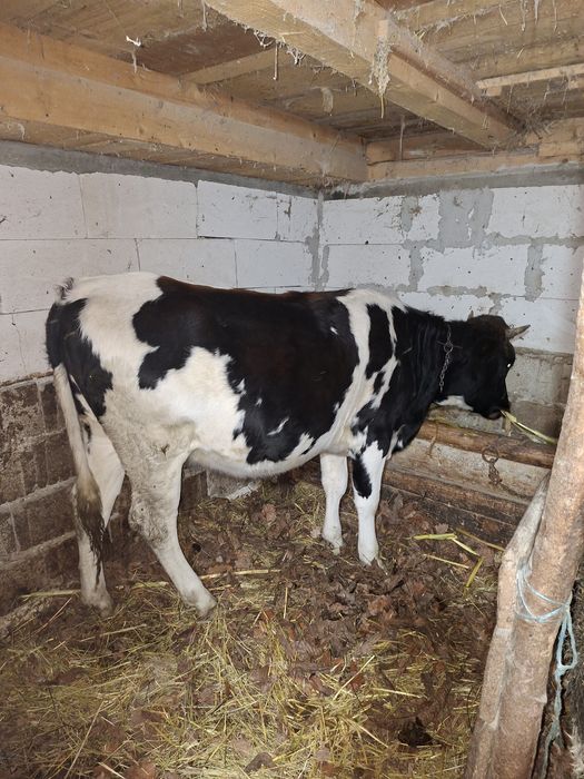 Vând vitea holstein