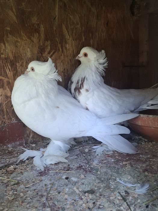 Vand porumbei de ornament