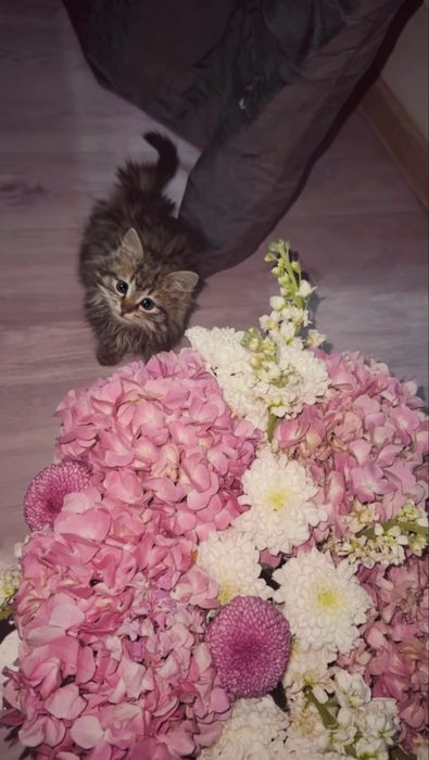 Котенок маленький ,пушистый