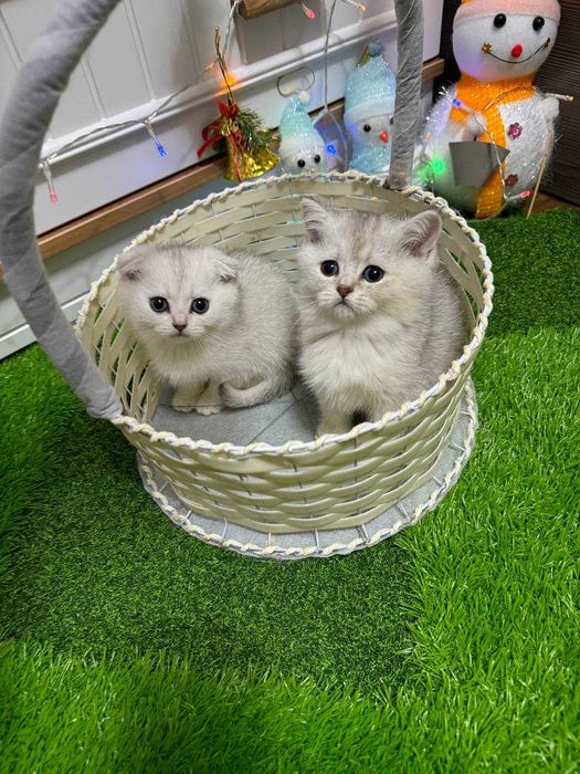 Продается котята