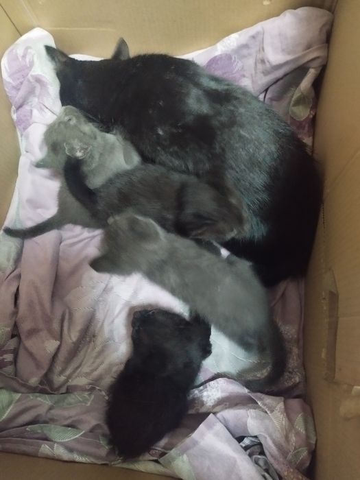 Отдам котят бесплатно