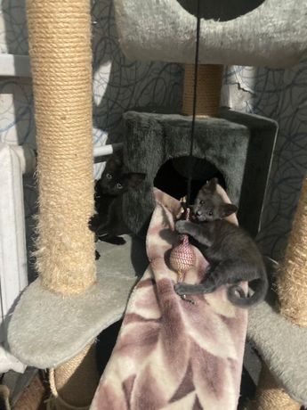 Котята крысоловы ищут дом