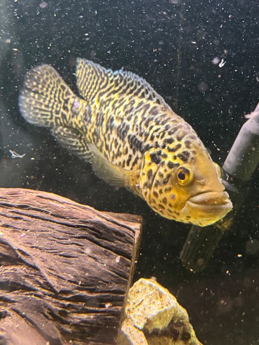 Ciclida Americana (Jaguar)