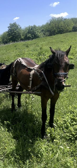 Vând cal de talie mijlocie