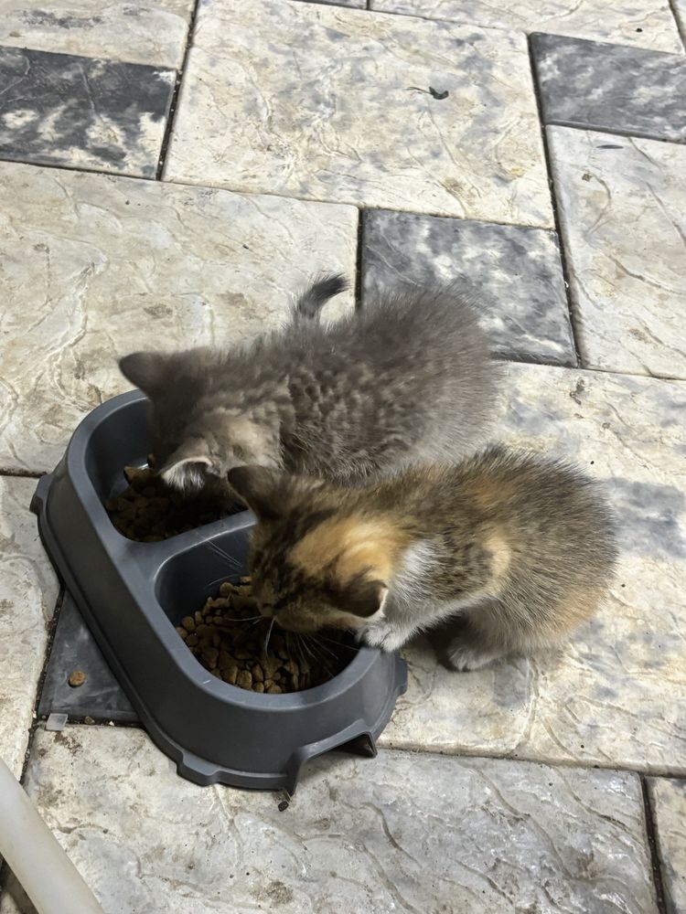 Отдам котят бесплатно