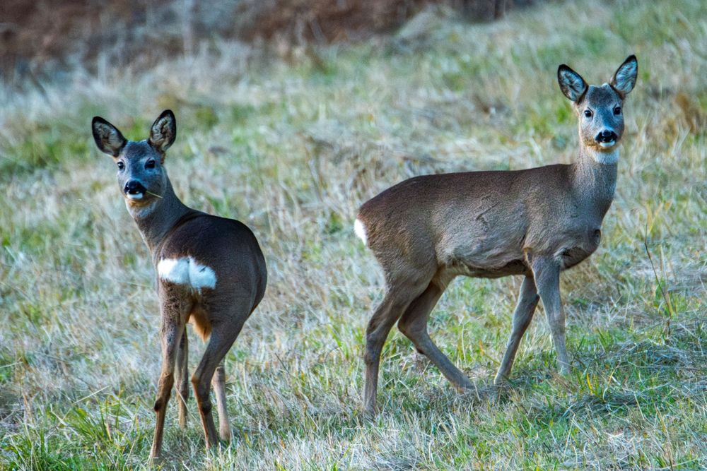Телеобектив Sigma DG 150-500mm f5-6.3 APO HSM за Nikon