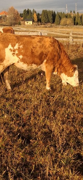 Juninci BR de vânzare