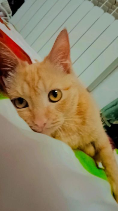 Голд ищет дом. Мальчик