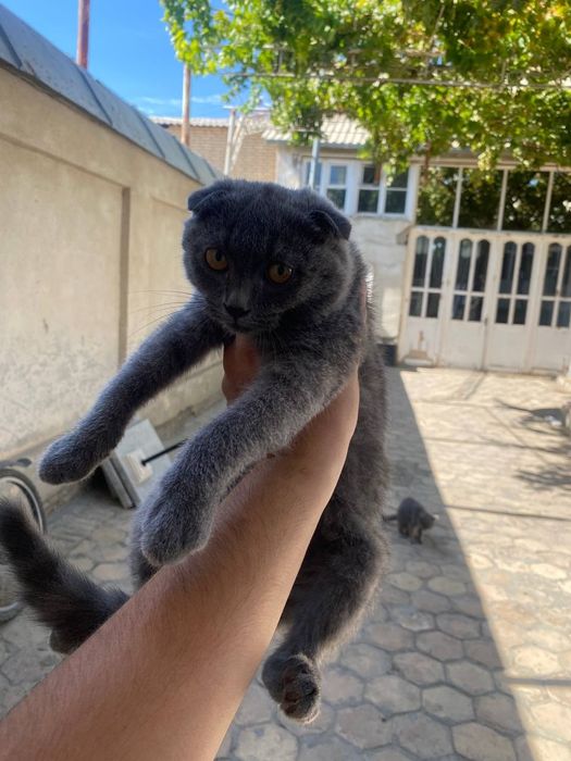 3 ойлик эркак мушукча сотилади