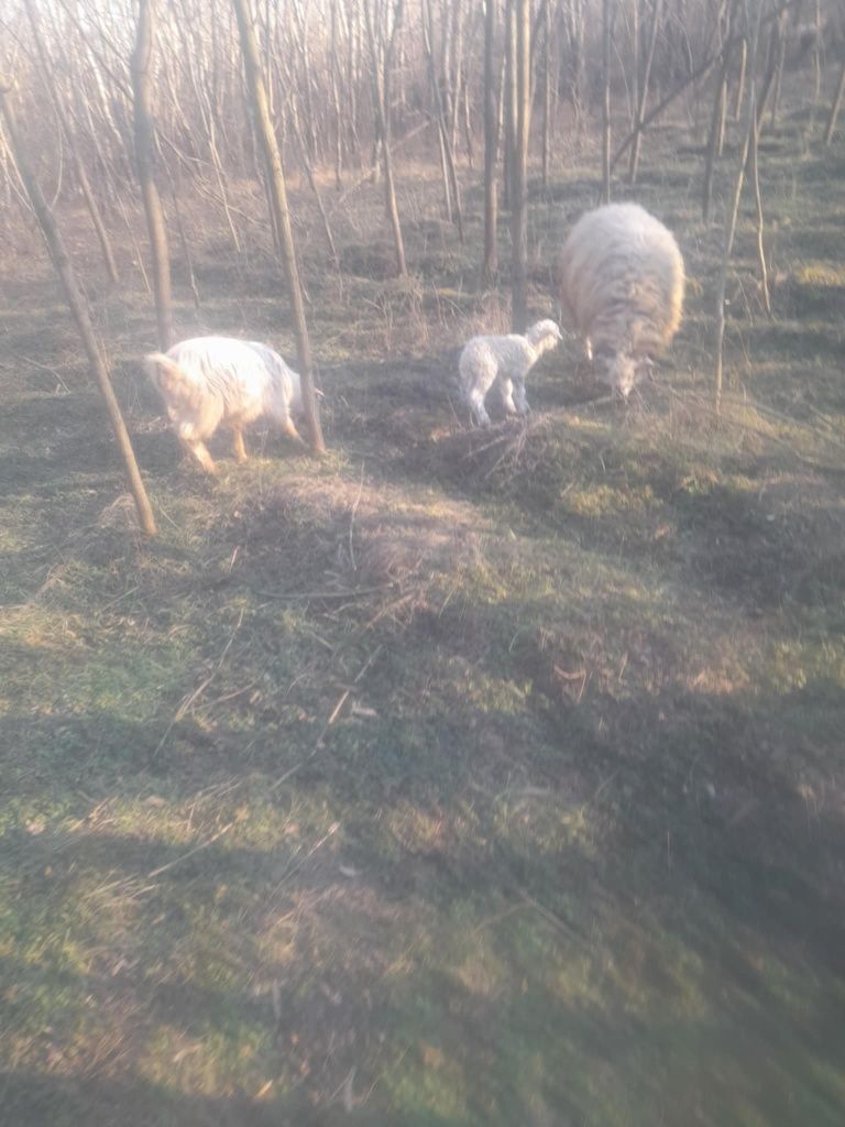 Vând vaca jungii capre iezi miei