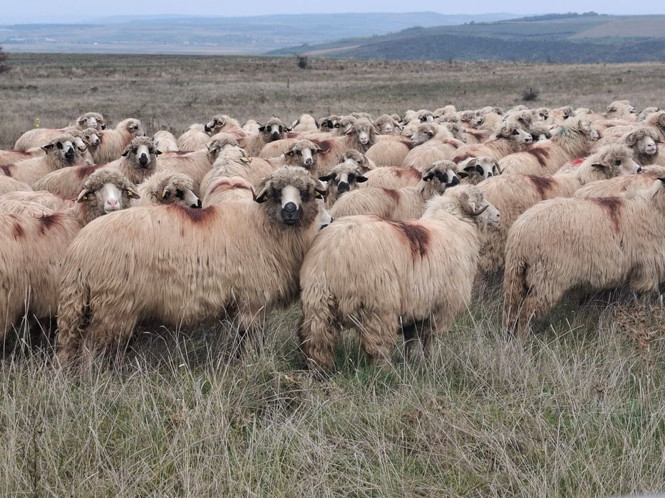 Vând 250 de oi bune de lapte